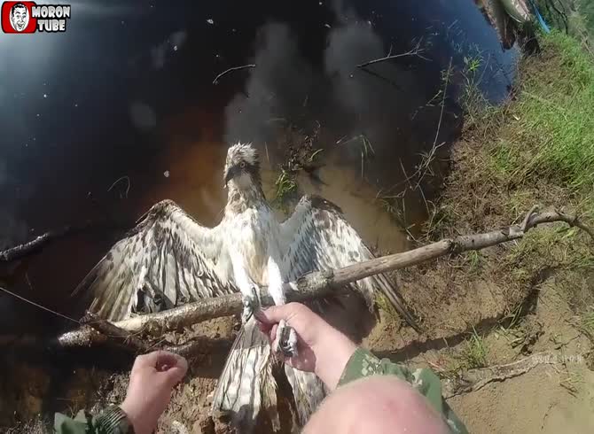 Video :An osprey caught in fishing line is rescued by a guy in Russia